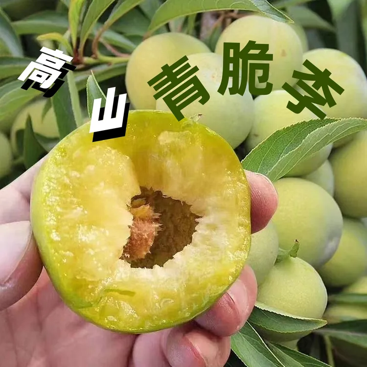 脱骨清脆李当季水果现摘现发5斤包邮