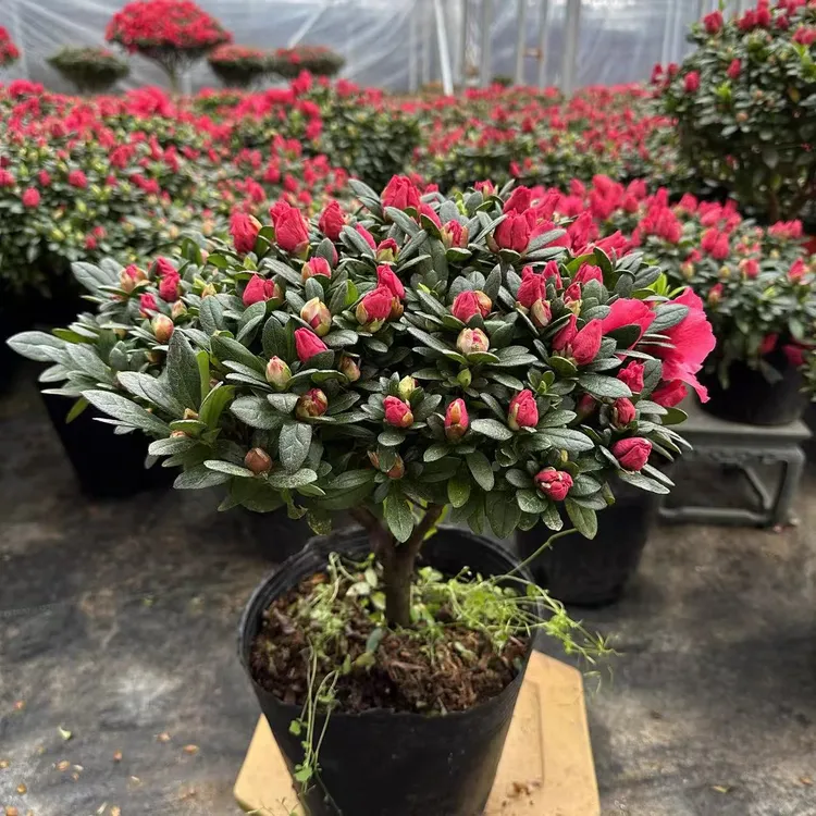 精品杜鹃花四季开花花卉绿植盆栽室内室外客厅阳台庭院地栽带花苞