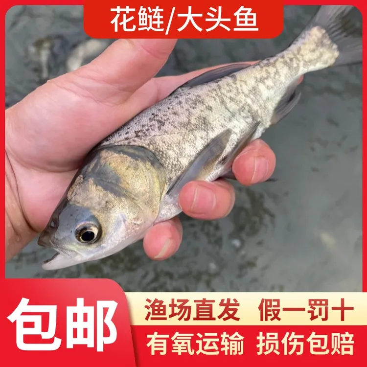 【活体】花鲢鲢鳙大头鱼宠物养殖