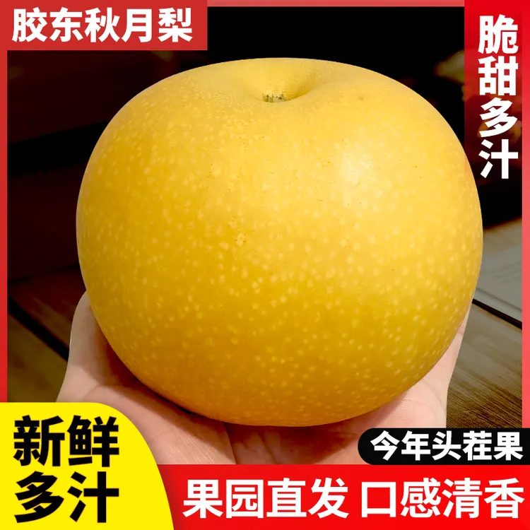 正宗秋月梨，产地青岛莱西，新鲜秋月梨，脆甜无渣，胶东特产，实惠装