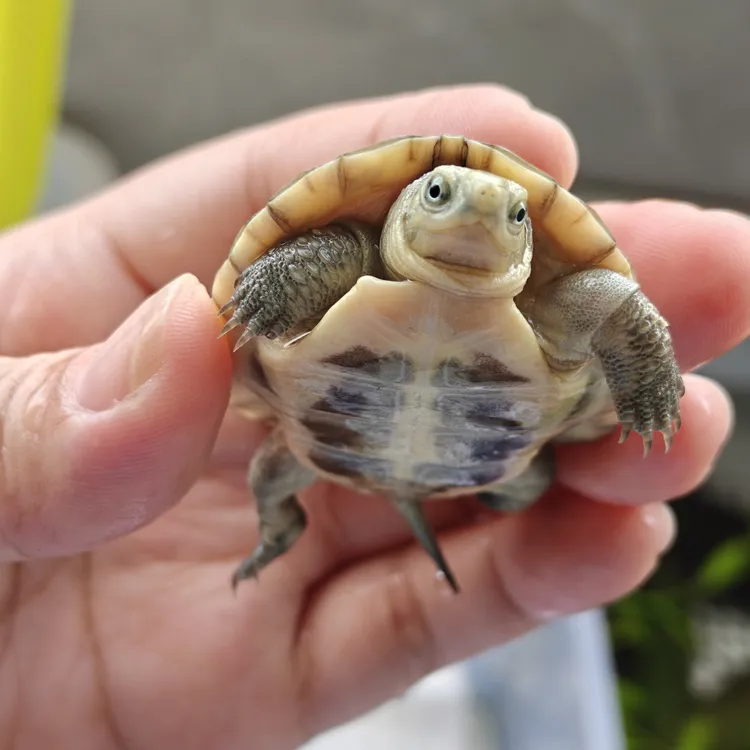 活体小青龟苗宠物观赏龟招财长寿龟适合家养小乌龟活物