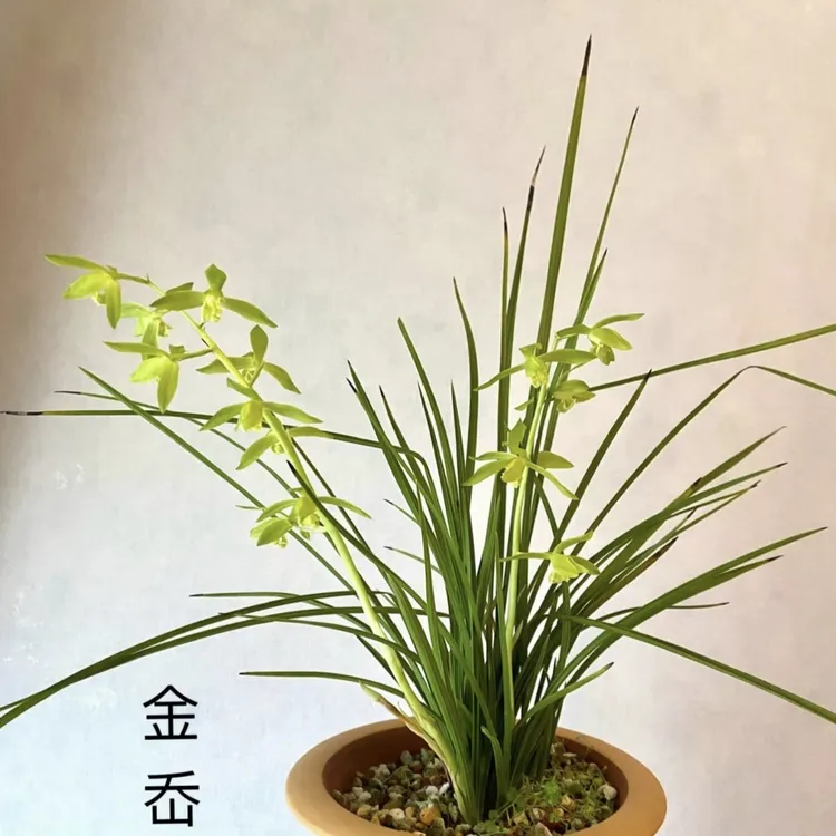 蕙兰经典名品素心金岙素温州素一杆多花浓香冰清玉洁勤花勤芽好养