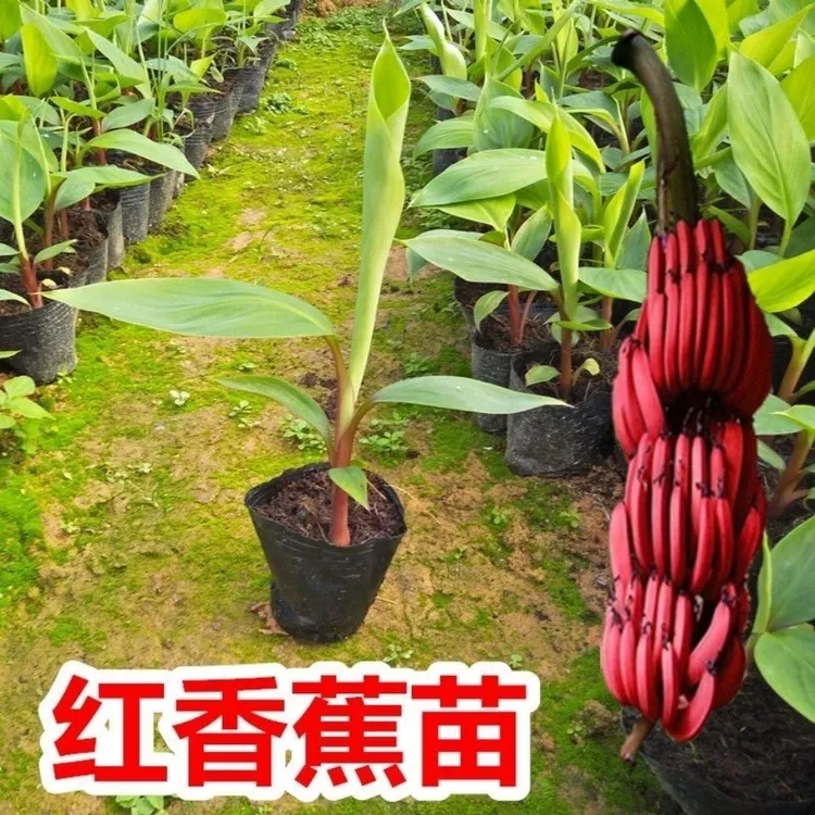 广西红香蕉苗紫皮香蕉红芭蕉苗中焦9号香蕉带营养杯带叶当年结果