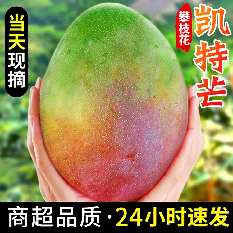 四川攀枝花凯特芒果新鲜水果当季整箱包邮特大青芒芒果C