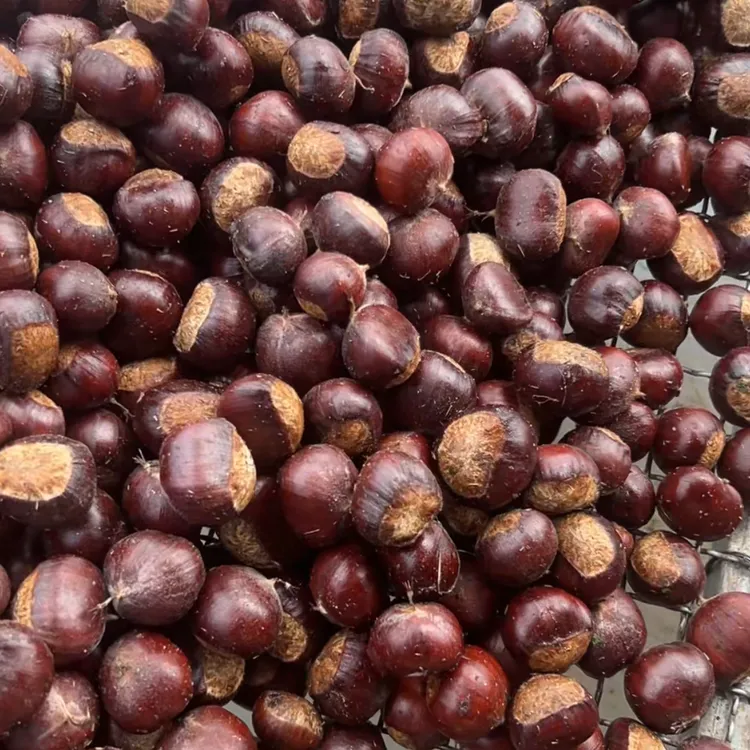 沂蒙山老树板栗毛栗子新鲜个头饱满糖炒软糯栗子赶集食品香甜