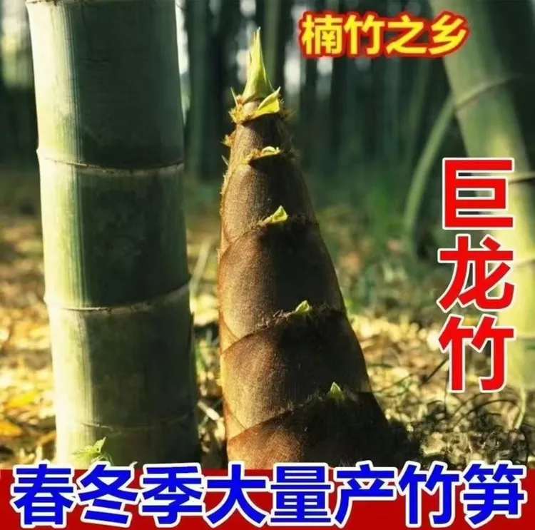 巨龙竹种子四季种植盆栽阳台