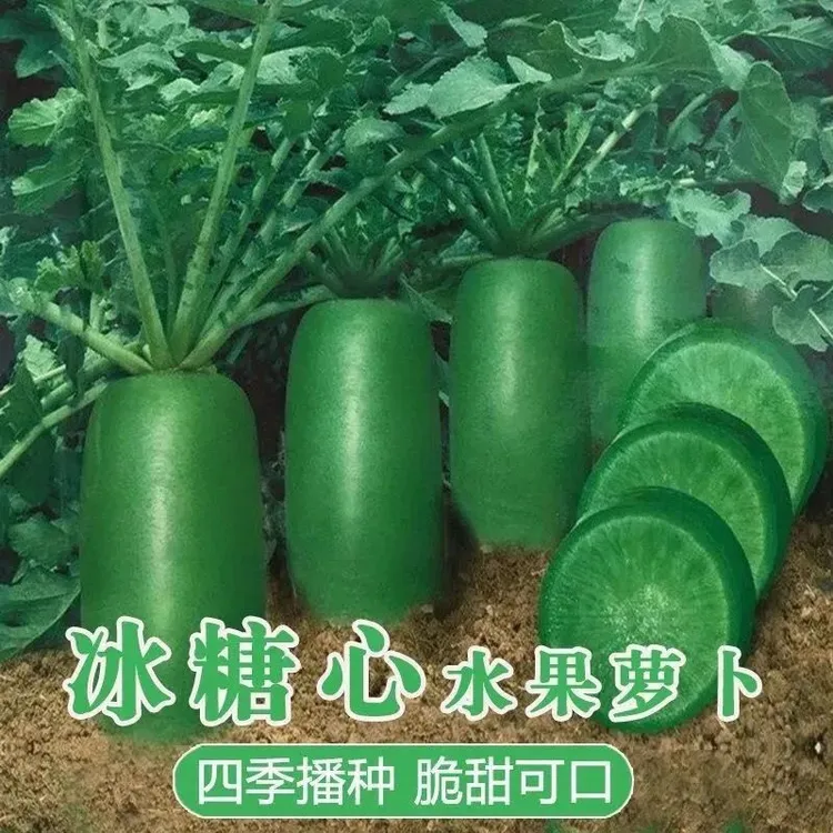 【冰糖脆水果萝卜种子】高产沙窝青皮萝卜绿萝卜可生吃四季萝卜种子