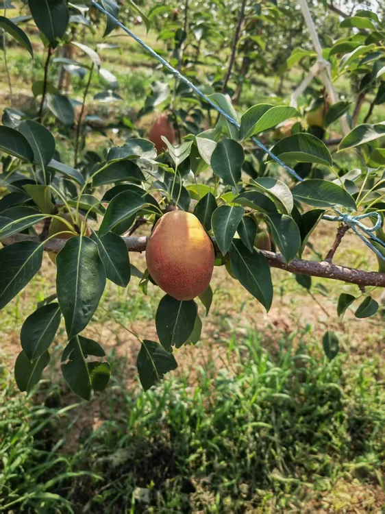 山西运城盐池湖畔红贵妃梨脆甜可口红梨可软可脆一梨两吃