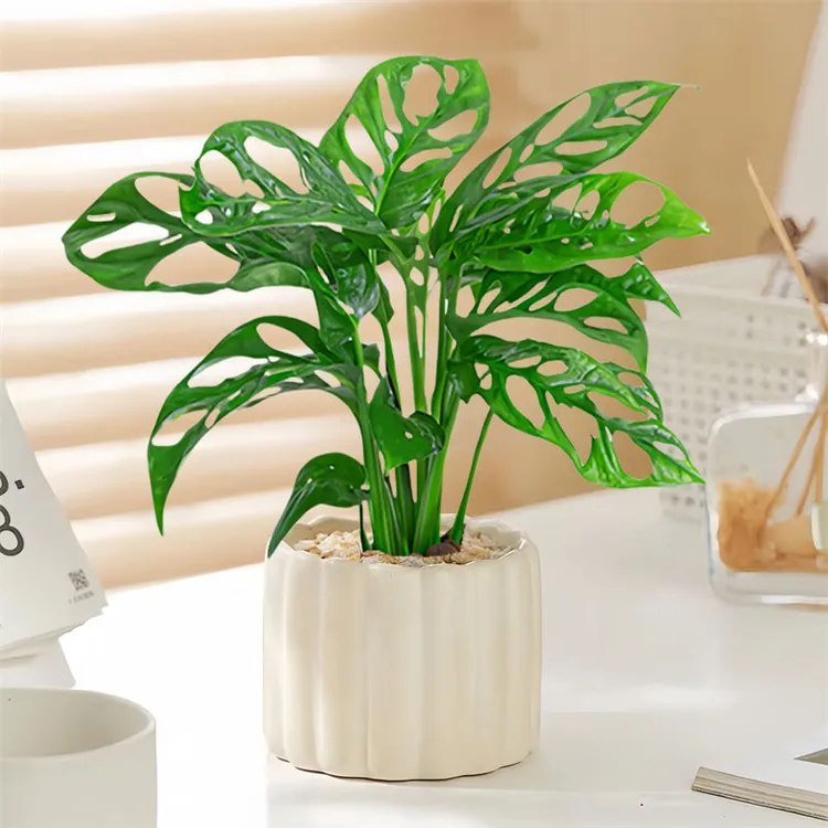 仙洞竹芋龟背竹盆栽四季室内客厅绿植花卉办公室桌面装饰植物