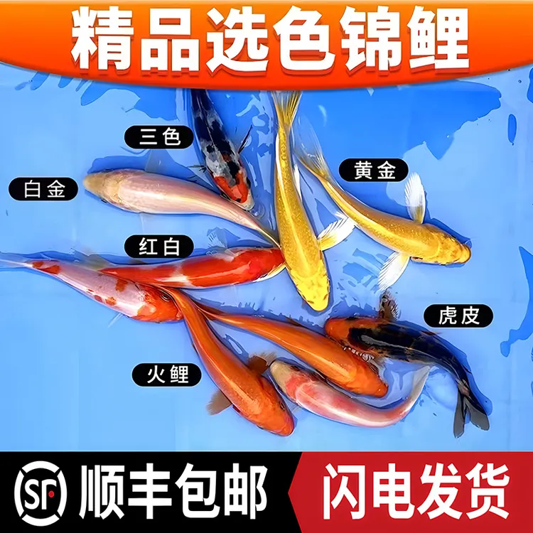 锦鲤活鱼活体冷水鱼淡水观赏鱼红白大正三色龙凤招财耐活好养