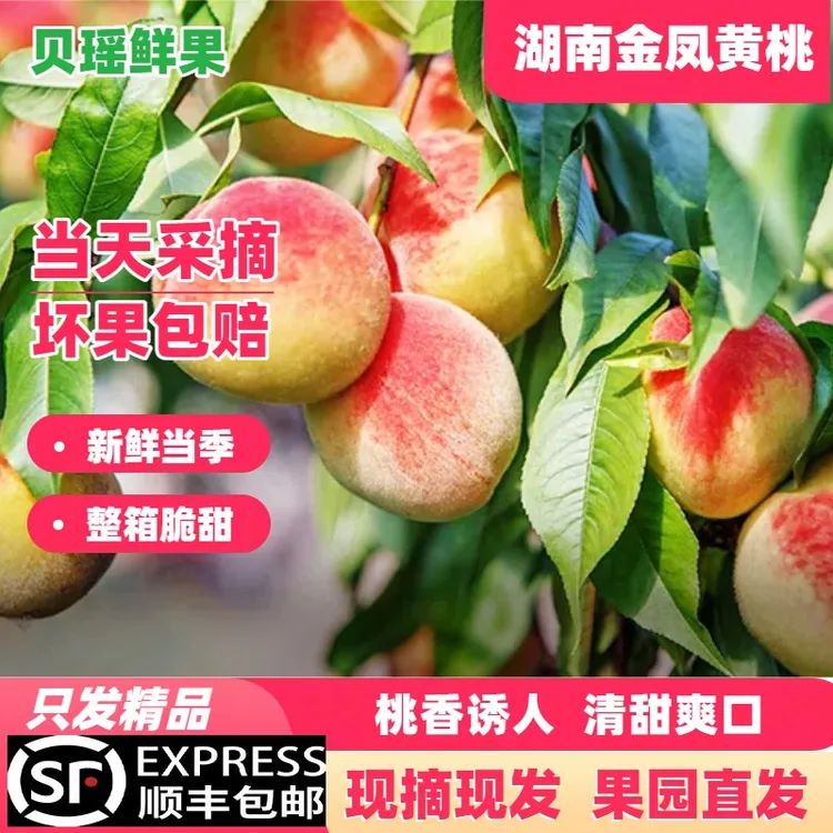 (怀化高山黄桃）露天金凤黄桃大果新鲜现摘水果5斤整箱桃孕妇新鲜
