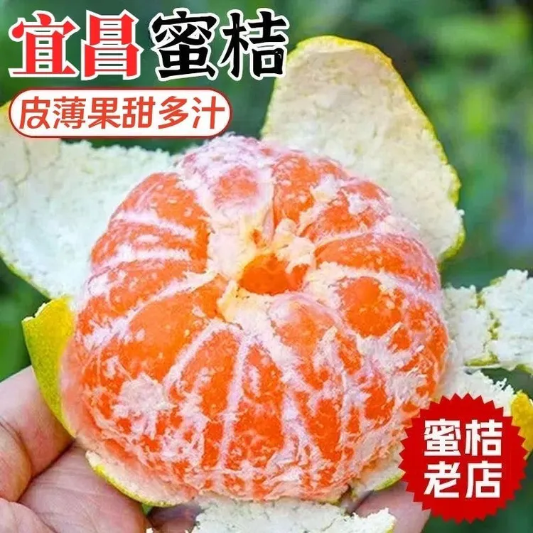 （现摘）湖北宜昌蜜桔新鲜橘子薄皮孕妇水果柑橘早熟桔子酸甜3/5斤