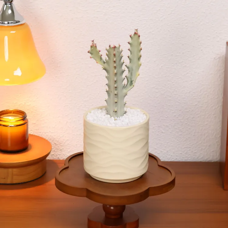 白龙骨+米色水纹盆+白沙+接水盘