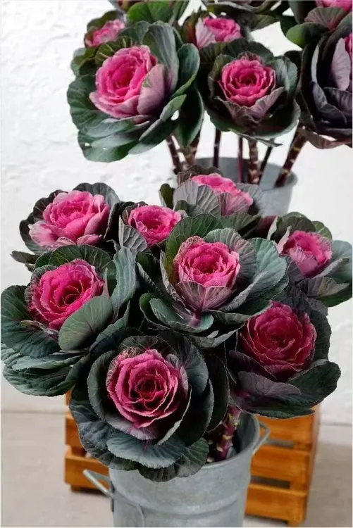 多头羽衣甘蓝盆栽地栽庭院花卉耐寒耐晒易养好活多年生植物