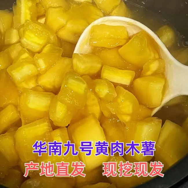 广西华南九号黄肉木薯产地直发现挖现发新鲜批发糖水店木薯糖水