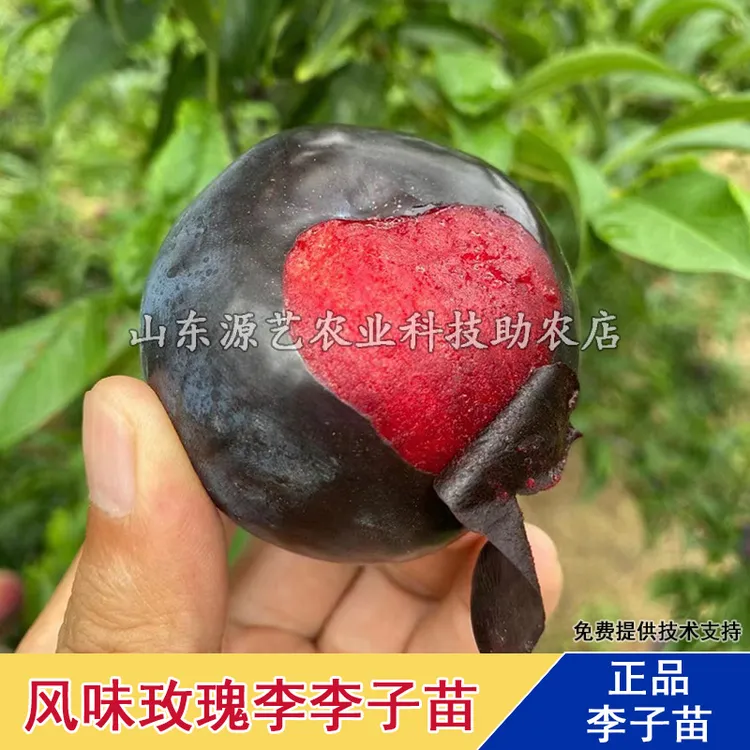 嫁接风味玫瑰李子树苗美国杏李红肉李子苗盆栽地栽南北方当年结果