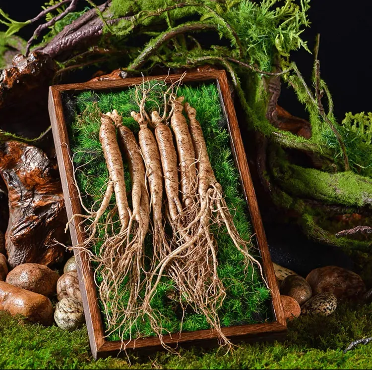 【秋天爸爸专属】长白山现挖鲜参西洋参花旗参人参滋补泡酒煲汤泡水