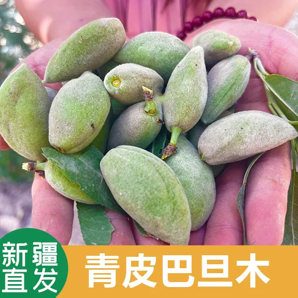 QY新鲜现摘青皮巴旦木带青壳可即食扁桃仁鲜果