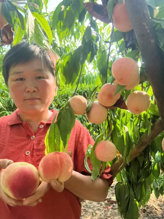 脆桃河南鲜桃水蜜桃