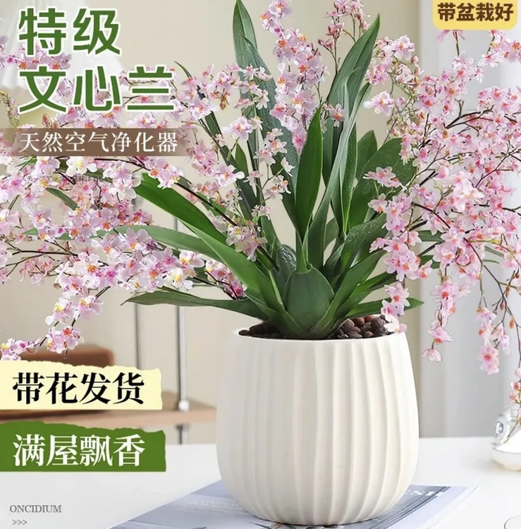 梦香文心兰盆栽带花苞浓香带花苞梦香兰文心兰开花花卉盆栽