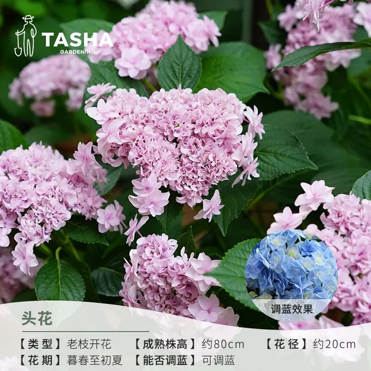 塔莎的花园头花绣球新手大花绣球花卉盆栽好养夏秋花园