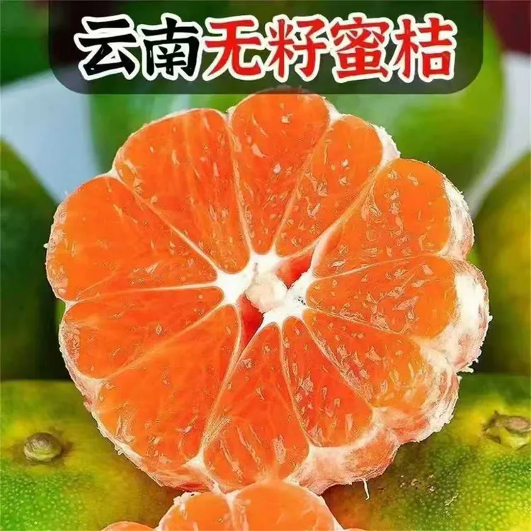 【酸甜爽口】正宗云南早熟蜜橘5斤青皮桔子薄皮多汁应季水果现摘