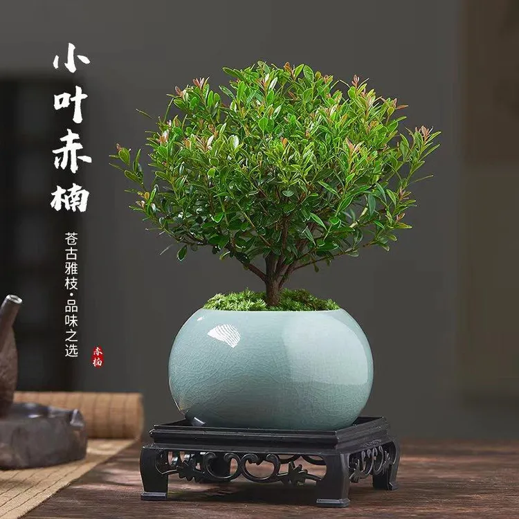 室内小绿植小叶赤楠老桩盆景苗植物花卉微景观水培办公室内好养四