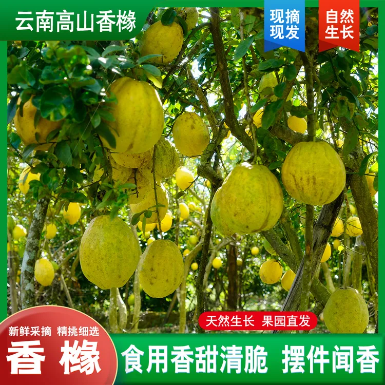 云南高山香橼果新鲜食用摆件闻香香甜清脆可观赏闻香的枸橼佛手柑