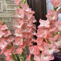 明年开花/剑兰种球5颗《粉天使周长8–10cm》