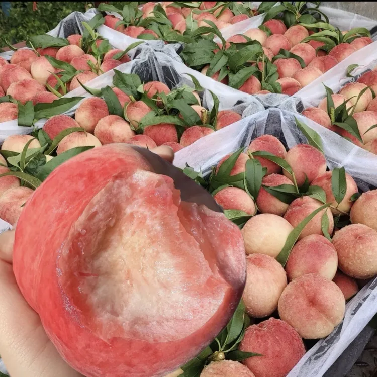 （三年苗）中华血桃水蜜桃蟠桃树苗当年惊喜现挖现发