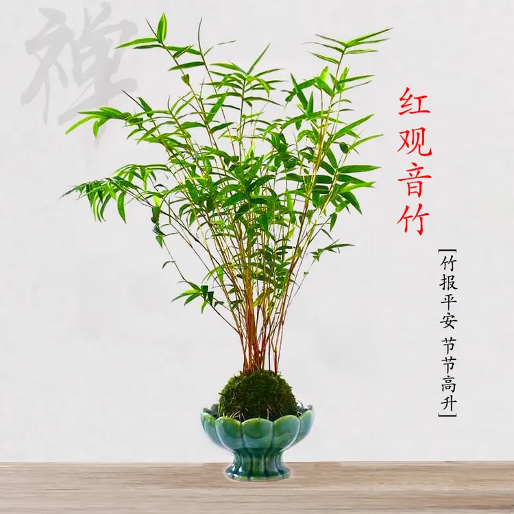 红观音竹盆栽苔藓球水培植物内门竹米竹室内竹子桌面绿植客厅禅意