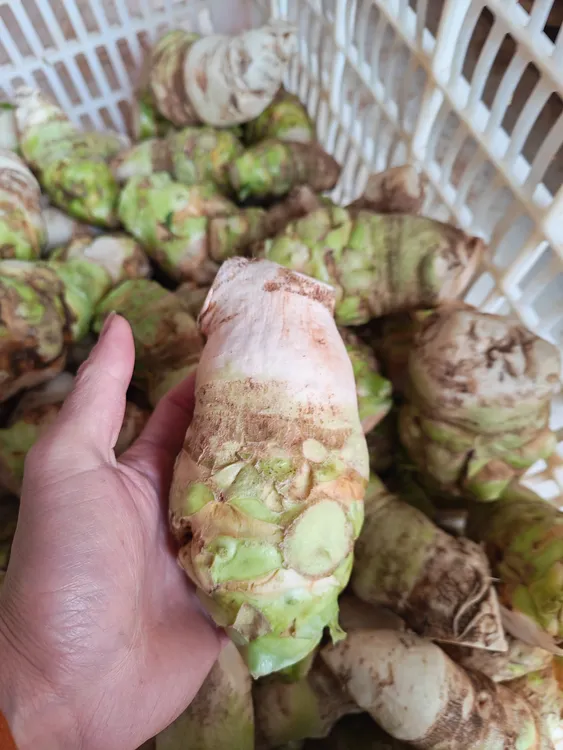 新鲜现挖芥菜芥菜疙瘩应季农家黄菜大头菜芥菜头产地直发现发疙瘩