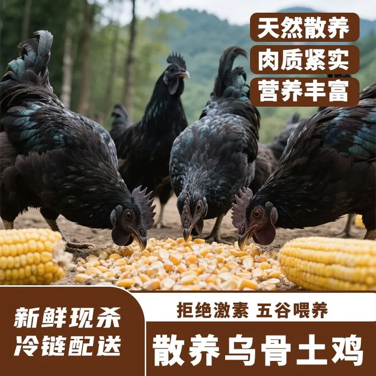 大英林间散养乌骨鸡老母鸡