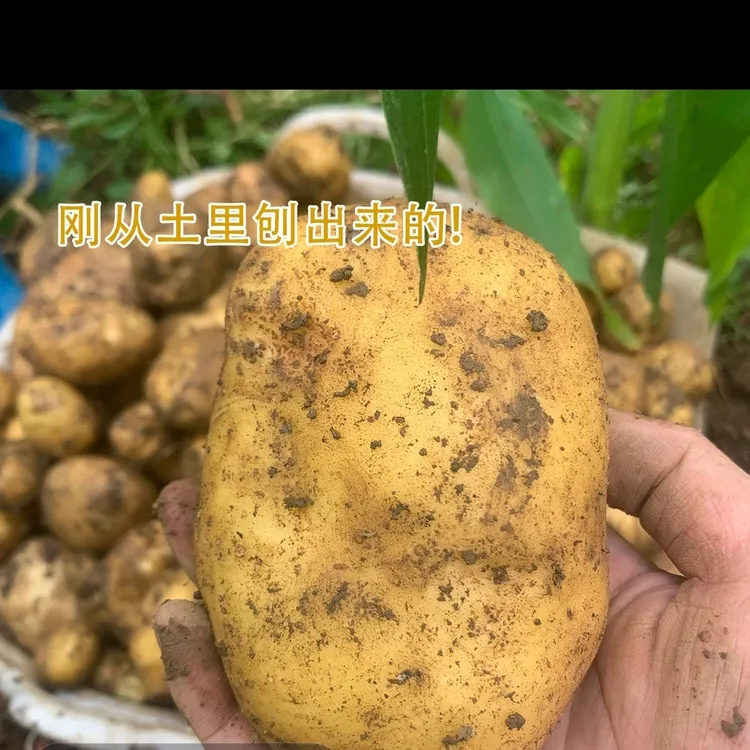 云南镇雄贵州威宁黄心老品种米拉洋芋新鲜现挖粉糯土豆