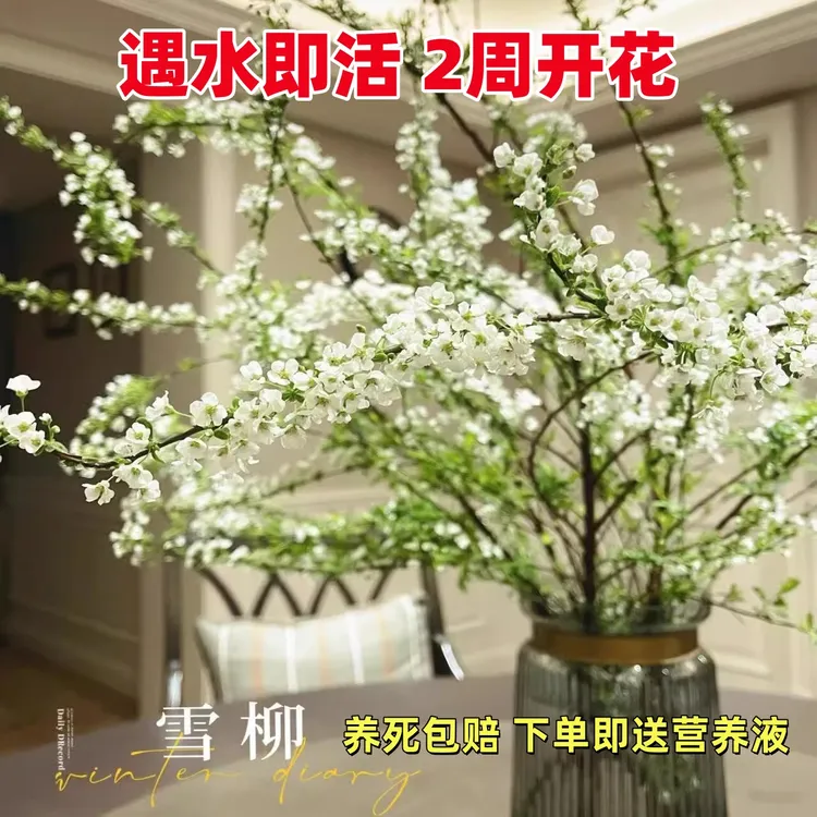 鲜枝雪柳枯木逢春遇水开花喷雪花水培水养耐寒室内外桌摆花卉绿植