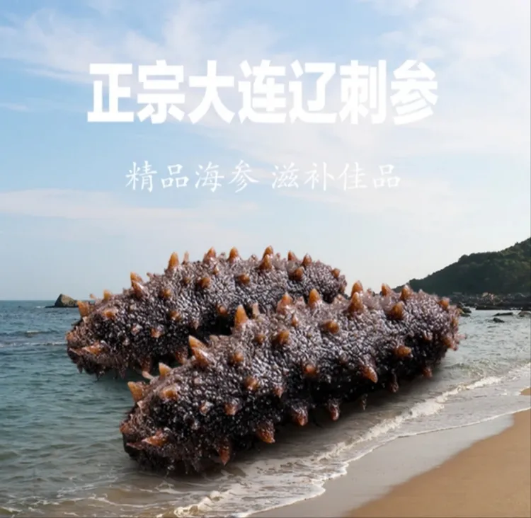 正宗大连鲜食海参4-15头/斤鲜活精选品质口感