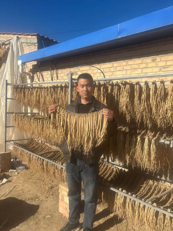 甘肃渭源党参大条无硫磺熏天然干货滋补养生佳品大条