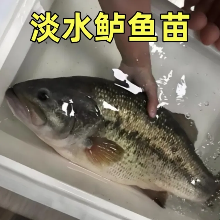鲈鱼淡水养殖大口黑鲈大尺寸鲈鱼路亚鱼凶猛鱼卢鱼苗活体观赏