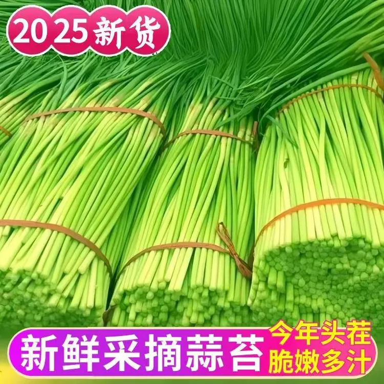 自家地新鲜蒜苔 助农当天蒜苔