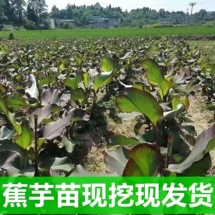 蕉芋绿化紫叶美人蕉花池花卉庭院绿植室外植物观叶带芽多年生蕉藕