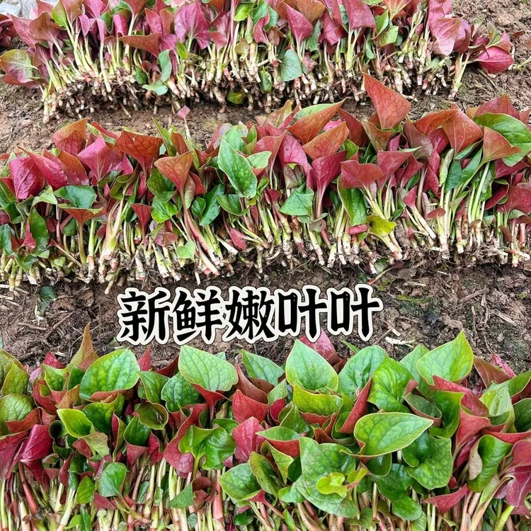 四川特产折耳根鱼腥草当季新鲜嫩叶蔬菜叶子鲜嫩现摘农家凉拌