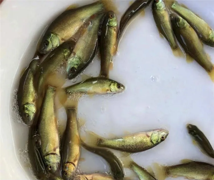 丁桂鱼丁岁鱼淡水鱼