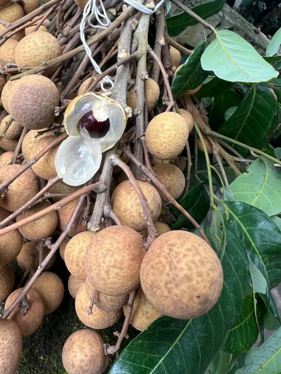 广东储良龙眼新鲜现摘清甜多汁肉厚饱满当季水果