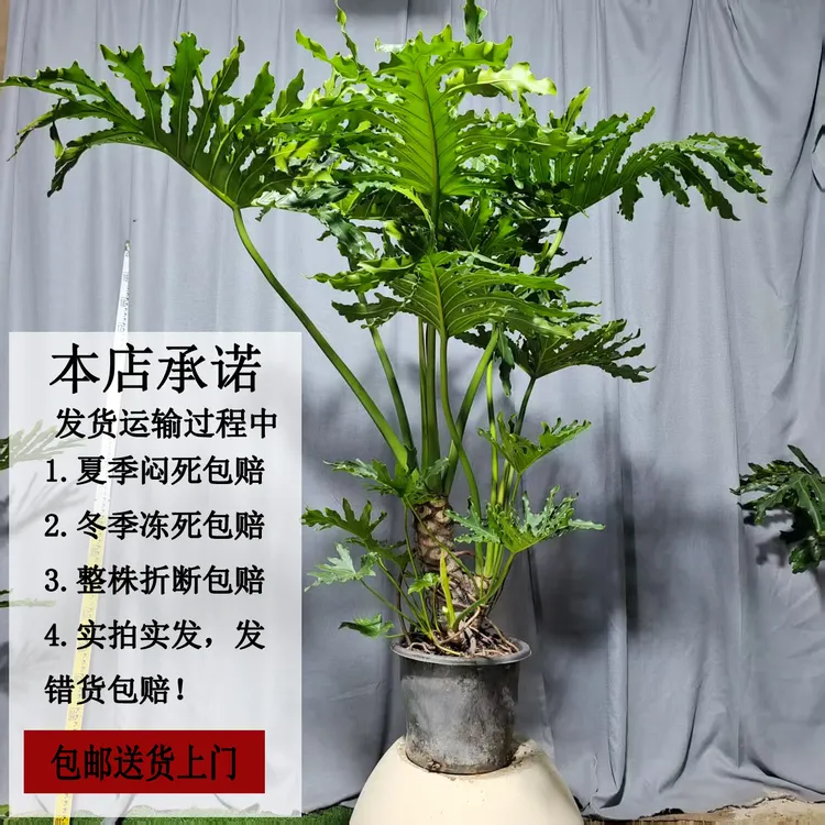 实拍实发高桩龙鳞春羽老桩盆栽土培室内绿植吸甲醛大型客厅植物