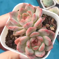 89号多肉植物   双头琴心一颗（尺寸3-4左右）全场满28包邮除偏远