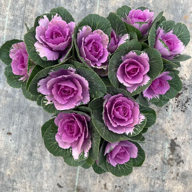 多头玫瑰甘蓝渐变色鲁西露 阳台庭院观叶植物