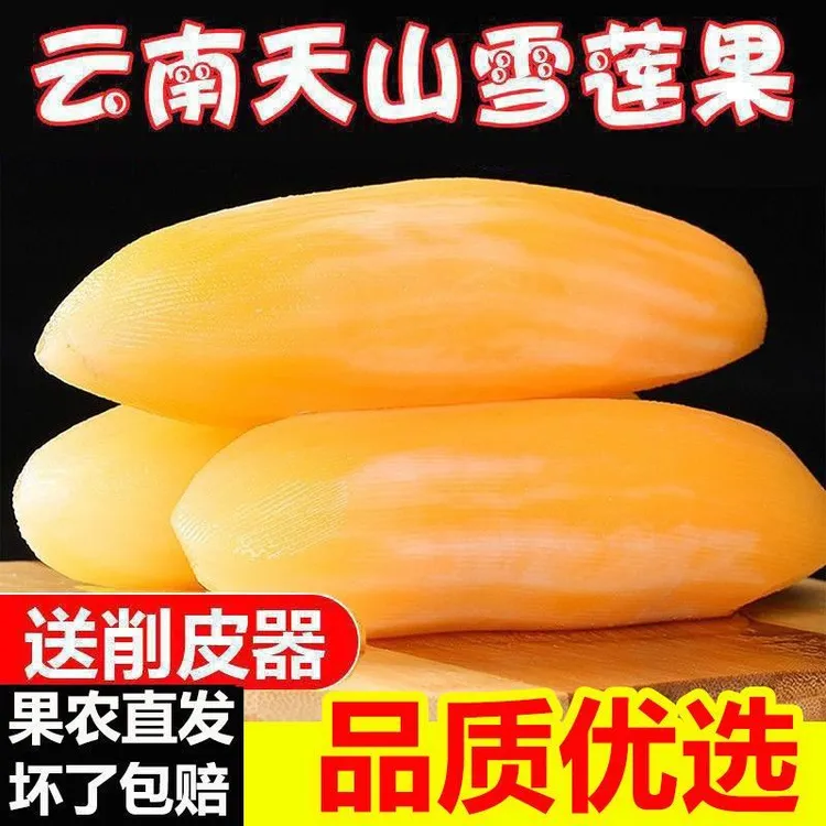 云南天山雪莲果现挖新鲜应季水果脆甜多汁产地直发