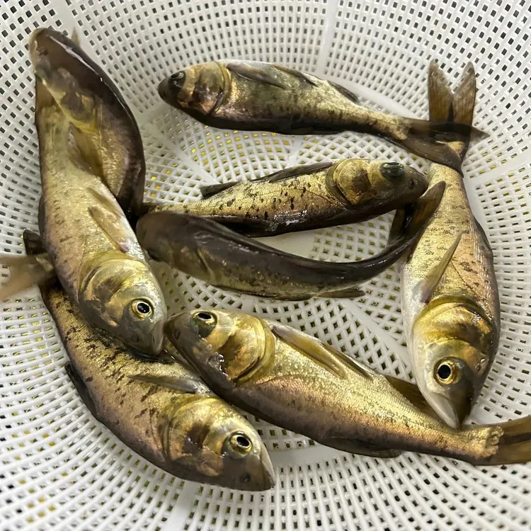 优质花鲢  胖头 大头  江苏发货附近养殖水族活体宠物