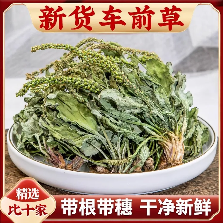正宗山区车前草新货精选农村干净车前草自然晾晒泡水煮水夏枯草