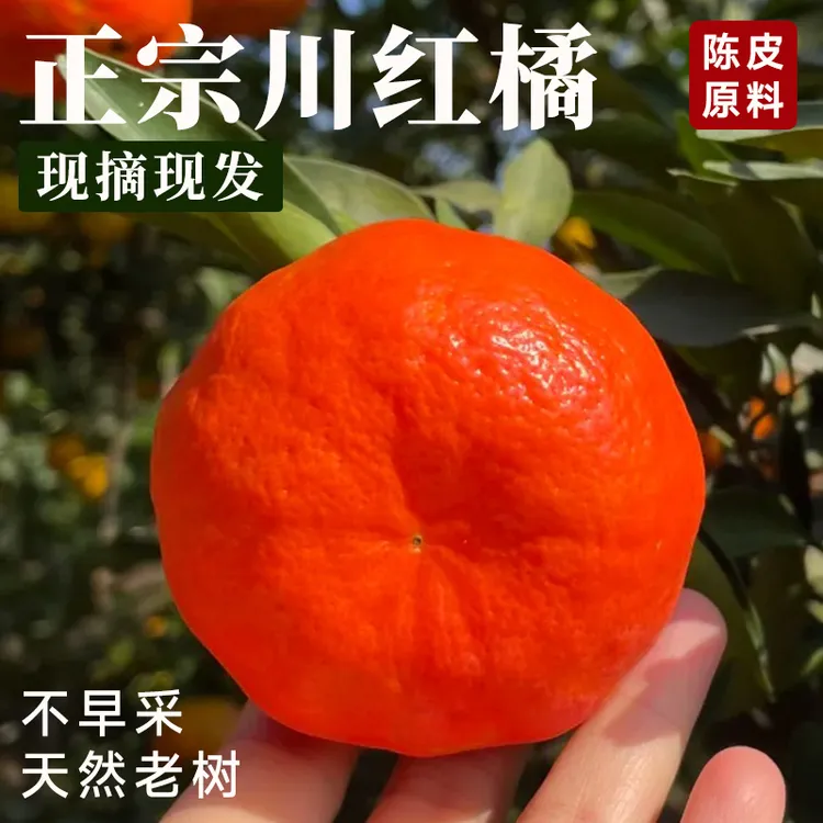 【陈皮原料】万州古红桔川红橘四川老树大红袍红橘陈皮孕妇新鲜水果